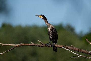Cormorant sitting on a branch, close-up