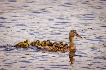 A female mallard with its ducklings swims in the lake toward the camera lens on a sunny spring day.	