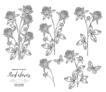 Red clover plant isolated. Vector illustration. Hand drawn flowers and leaves of clover. Medical hebs collection. Vintage engraving black and white.
