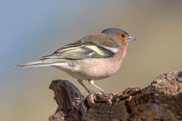 Fringilla coelebs, Common Chaffinch or Pinzon vulgaris, small bird with beautiful colors in its natural habitat in a park in Bizkaia, Basque Country