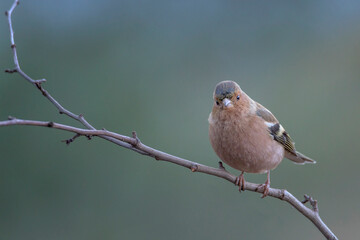 Fringilla coelebs, Common Chaffinch or Pinzon vulgaris, small bird with beautiful colors in its...
