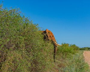 Elephants of Amboseli