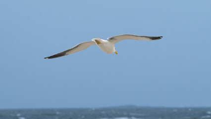 bird in flight