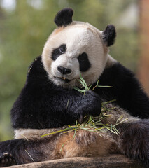 Hungry panda bear sits eating green bamboo