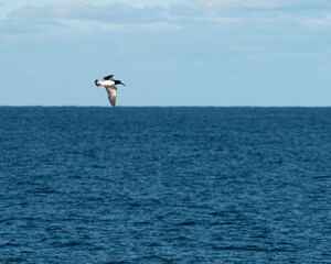 bird flight over the sea