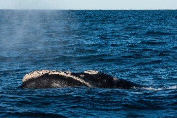 Sohutern right whales in the surface, Peninsula Valdes, Patagonia,Argentina