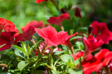 Beautiful flowers in the Dubai Miracle Garden.