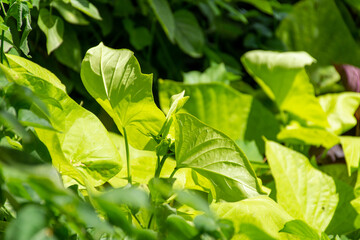 Close-up green leaves in the garden.