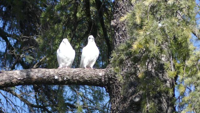 Doves white in color