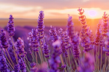 Naklejka premium Vibrant Violet Lavender Field at Sunset, Text Space on a Warm Blurred Background