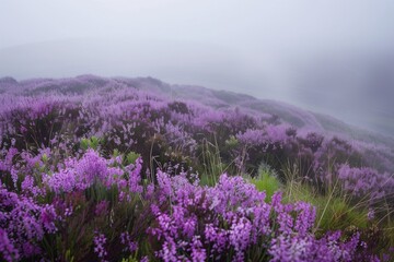 Obraz premium Wild Heather in Highland Mist, Ideal Text Space on a Foggy Mountain Background