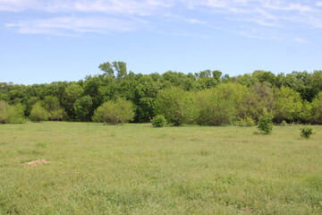 Fototapeta premium a scenery of a forest-like grassy rural location