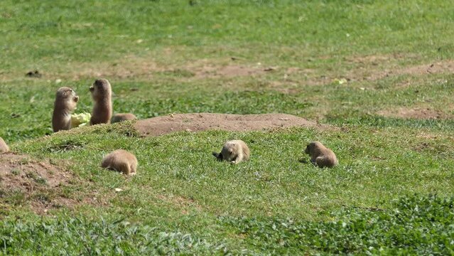 Yellow ground squirrel (Spermophilus fulvus)