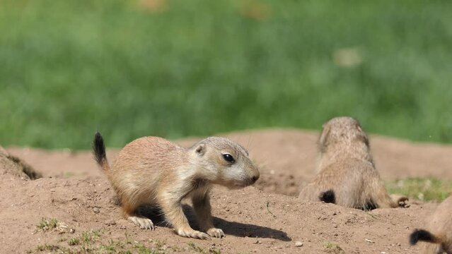Yellow ground squirrel (Spermophilus fulvus)