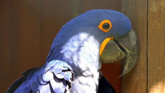 Hyacinth macaw (Anodorhynchus hyacinthinus)