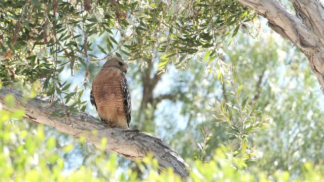 A large hawk (Accipiter) on a tree in a California park.