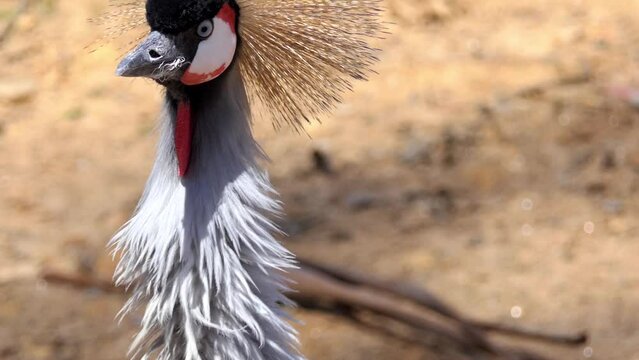 Black crowned crane (Balearica pavonina)