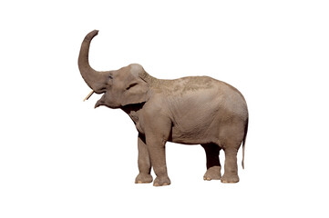 asian elephant with raised trunk isolated on white background