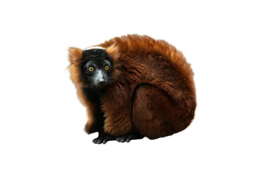 red ruffed lemur isolated on white background