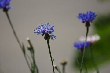 Bleuets au printemps dans une rue de la ville