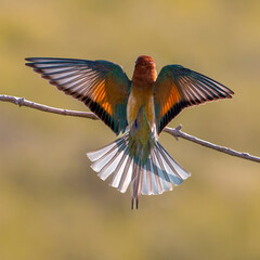 European Bee-eater, Merops apiaster, Merops