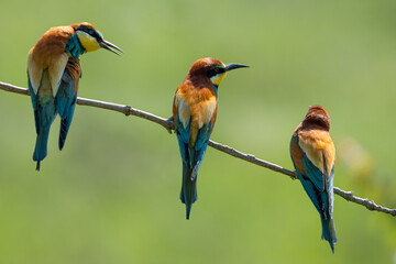 European Bee-eater, Merops apiaster, Merops