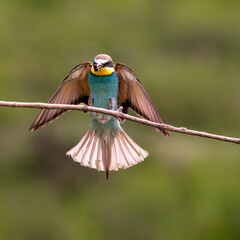 European Bee-eater, Merops apiaster, Merops