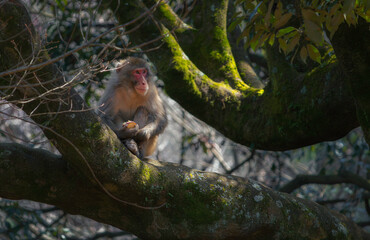 Monkey in A Tree
