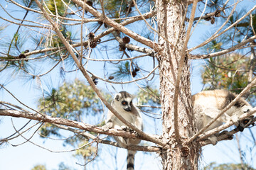 ring-tailed gray lemur in natural environment Madagascar
