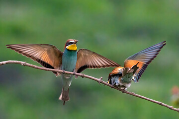 European Bee-eater, Merops apiaster, Merops