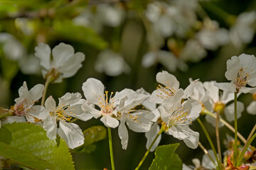 Closeup of sunny white wild cherry blossoms in springtime - prunus avium 