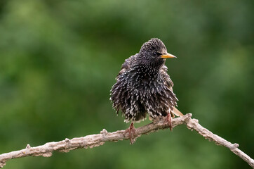 Common starling on branch, songbird