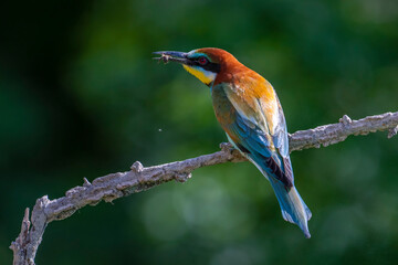 European Bee-eater, Merops apiaster, Merops