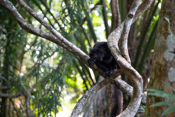black lemur (Eulemur Coronatus), endemic animal