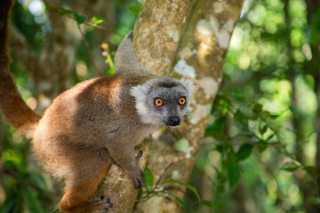 Crowned lemur (Eulemur Coronatus), endemic animal
