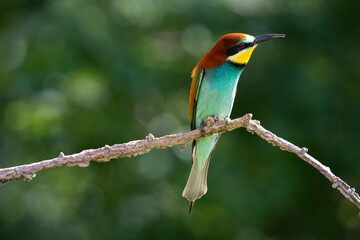 European Bee-eater, Merops apiaster, Merops