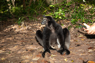 Lemur Indri indri, babakoto largest lemur from Madagascar