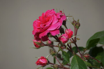 bouquet of pink roses