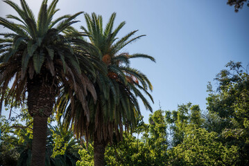 Brazilian palm trees in urban afforestation