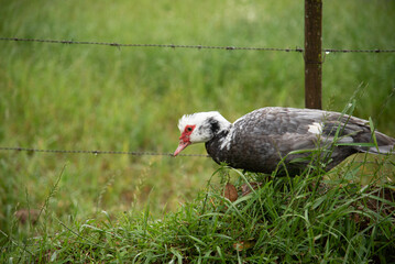 Carijó duck in a natural environment
