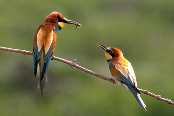 European Bee-eater, Merops apiaster, Merops