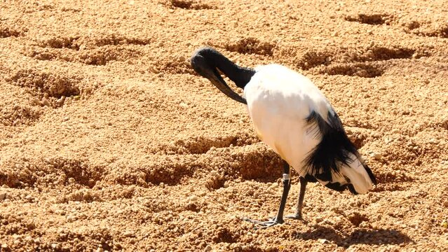 African sacred ibis (Threskiornis aethiopicus)