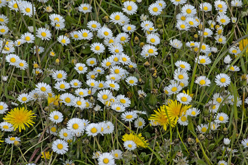 . An abundance of daisies and dandelion`s in a lawn in the ecologic garden 