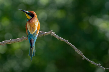 European Bee-eater, Merops apiaster, Merops