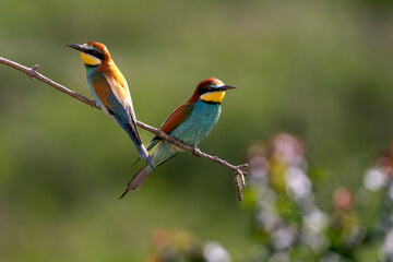 European Bee-eater, Merops apiaster, Merops