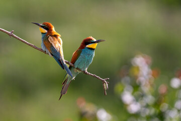 European Bee-eater, Merops apiaster, Merops