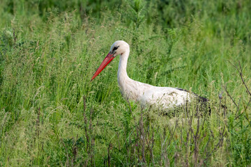 Beautiful white stork in grass