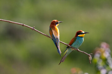 European Bee-eater, Merops apiaster, Merops