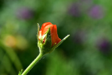 Orange Knospe eines Nelkenwurz