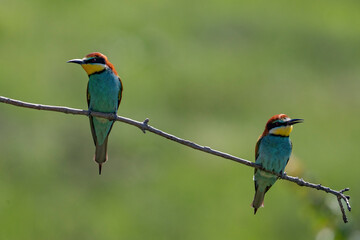 European Bee-eater, Merops apiaster, Merops